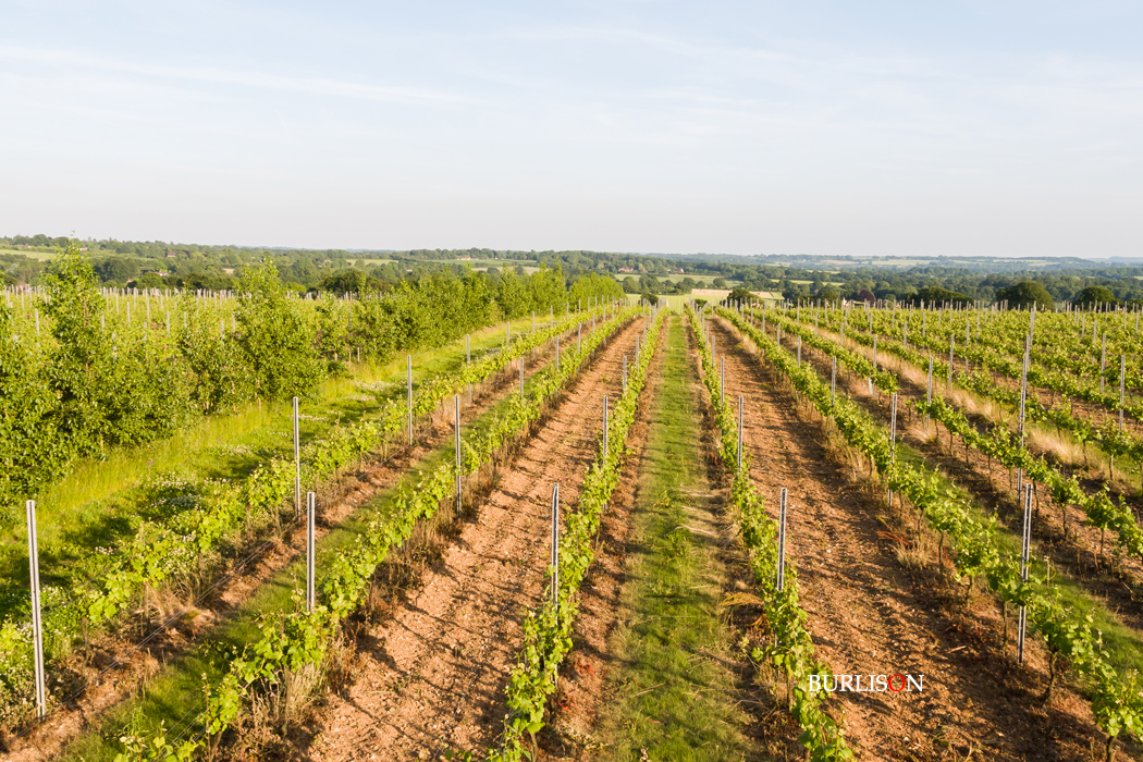 Hattingley Valley Wines