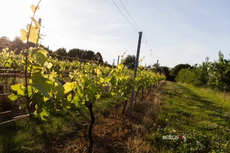 Hattingley Valley Wines