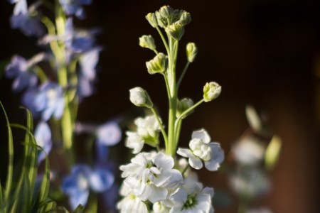 Lainston House Wedding