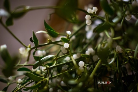 Weddings at Pennyhill Park 